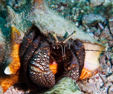Hermit Crab